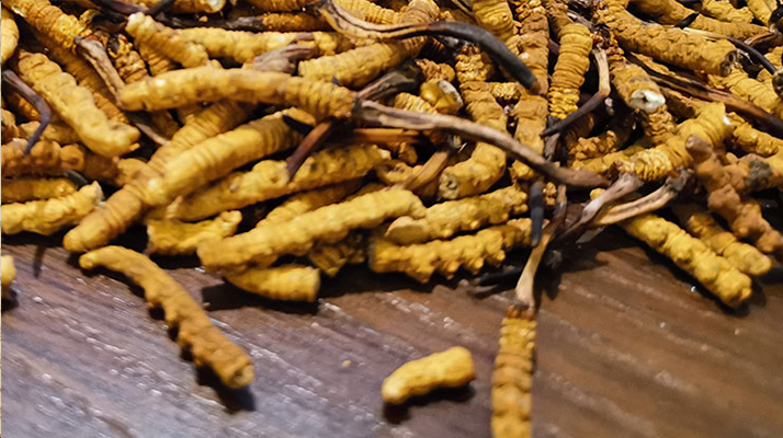 斷的冬蟲(chóng)夏草有效果嗎？一文揭開(kāi)真相