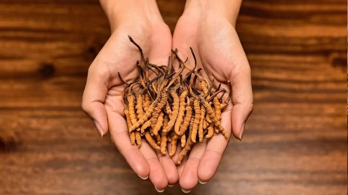 冬蟲夏草怎么食用效果好？掌握這些方法發(fā)揮最大功效