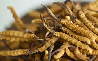 冬蟲夏草特級多少錢一克？多因素交織下的價格探秘