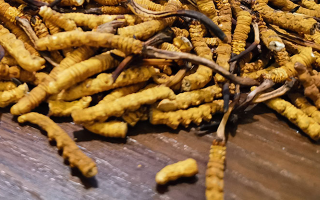 天然冬蟲夏草多少錢一克？