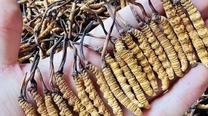 冬蟲夏草價(jià)格探秘：影響因素與市場行情