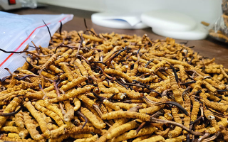 一根冬蟲夏草多少錢？解密單根蟲草的價(jià)格玄機(jī)