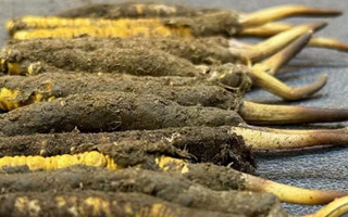 一根鮮冬蟲夏草多少錢？影響價(jià)格的核心因素解析