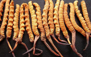 冬蟲夏草是什么味道？解析天然珍品的味覺密碼