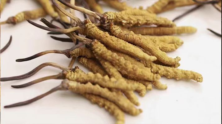 賣冬蟲夏草的地方哪里有？全面解析購(gòu)買渠道與選購(gòu)策略