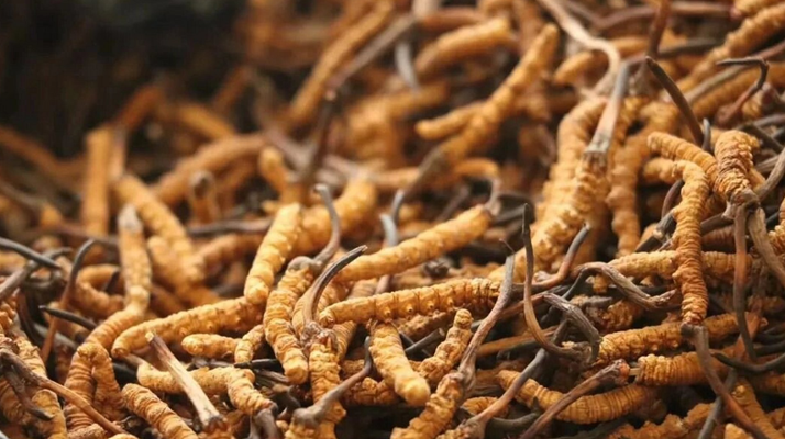 哪里買冬蟲(chóng)夏草比較正宗