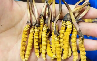 冬蟲夏草吃鮮的還是干的？一場關(guān)于自然饋贈的現(xiàn)代抉擇
