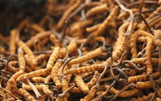 哪里買冬蟲(chóng)夏草比較正宗