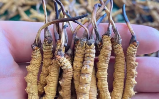 冬蟲(chóng)夏草曬干幾克最好：按需定重的科學(xué)指南