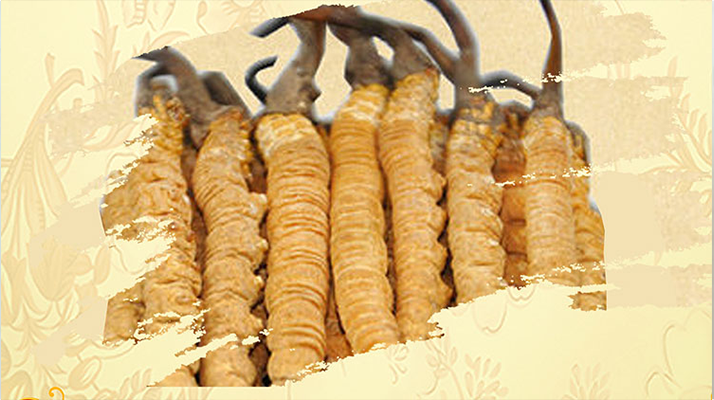 <a href=http://m.lacroixmilan.com/ target=_blank class=infotextkey>冬蟲夏草</a>夏天如何保存